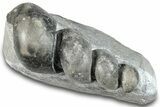 Devonian Fossil Gastropod Internal Mold - Issoumour, Morocco #282799-1